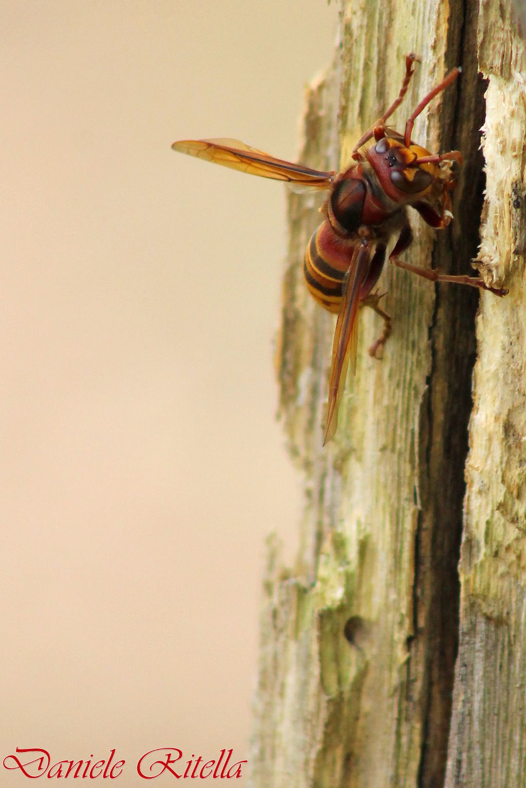 Vespa crabro!!!